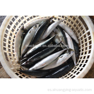 Frozen Part Pacific Mackerel 150-200gr a Egipto